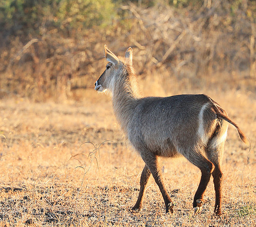 South Luangwa National Park