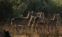 South Luangwa