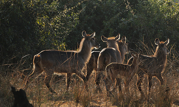 South Luangwa