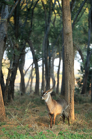 Lower Zambezi NP