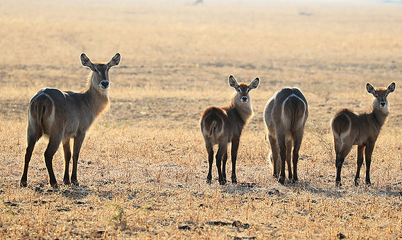 South Luangwa National Park