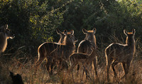 South Luangwa