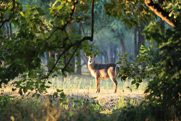 Lower Zambezi NP