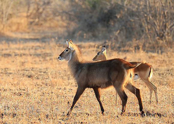 South Luangwa National Park