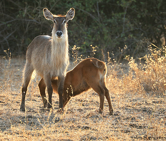 South Luangwa National Park