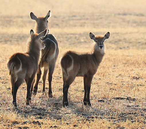 South Luangwa National Park