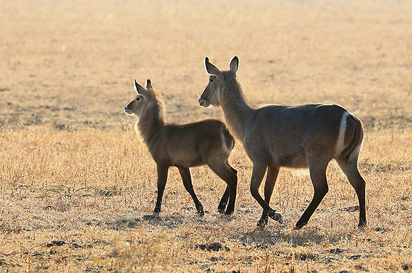 South Luangwa National Park