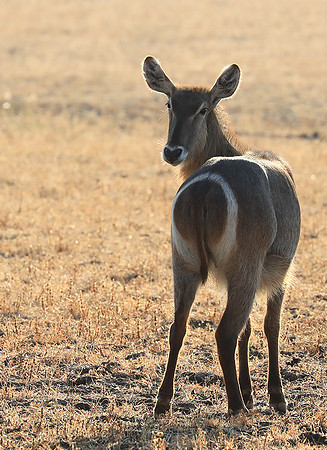 South Luangwa National Park