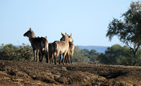 Lower Zambezi NP