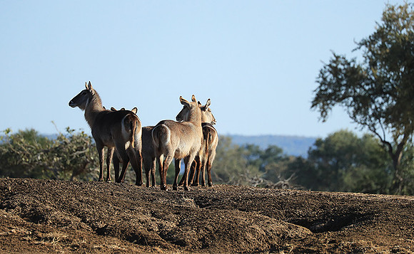 Lower Zambezi NP