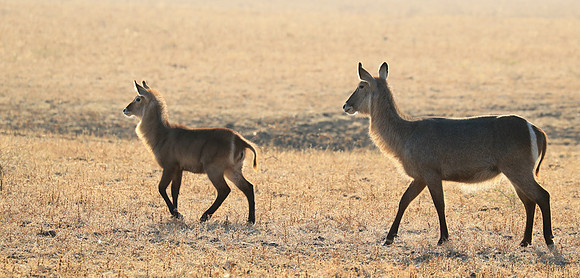 South Luangwa National Park
