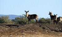 Lower Zambezi NP