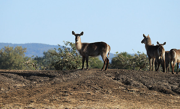 Lower Zambezi NP