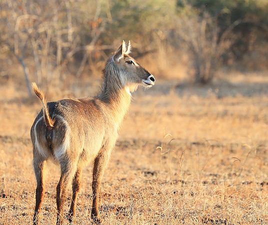 South Luangwa National Park