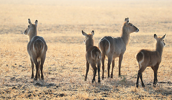 South Luangwa National Park