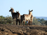 Lower Zambezi NP