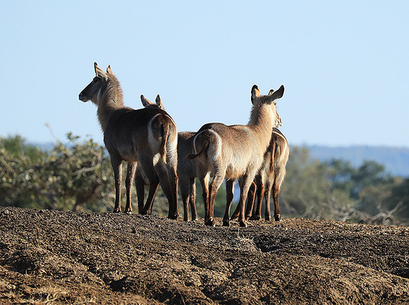 Lower Zambezi NP