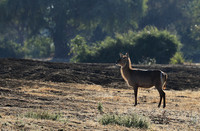 Lower Zambezi NP