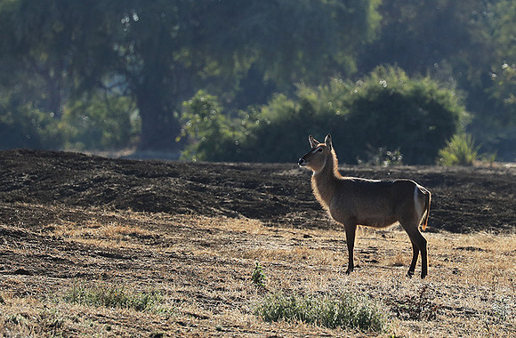 Lower Zambezi NP