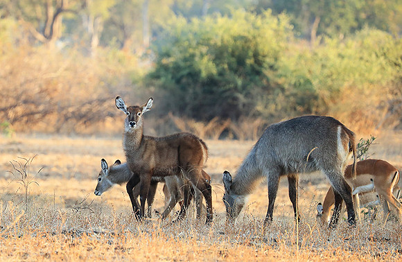 South Luangwa National Park