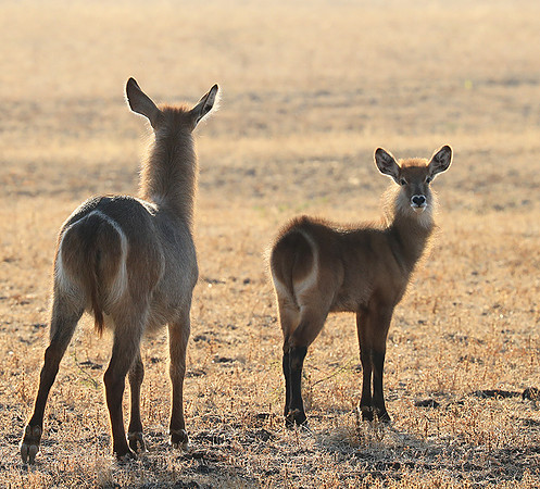 South Luangwa National Park