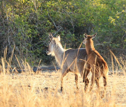 South Luangwa National Park
