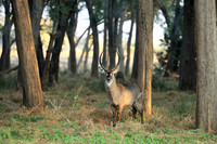 Lower Zambezi NP