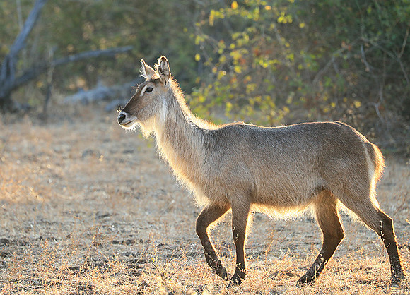 South Luangwa National Park
