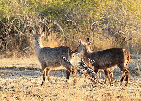 South Luangwa National Park