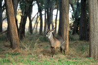 Lower Zambezi NP