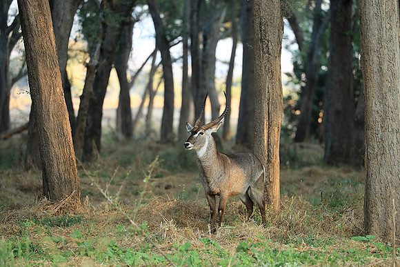 Lower Zambezi NP