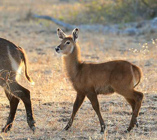 South Luangwa National Park