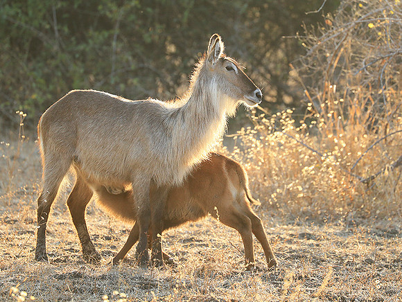 South Luangwa National Park