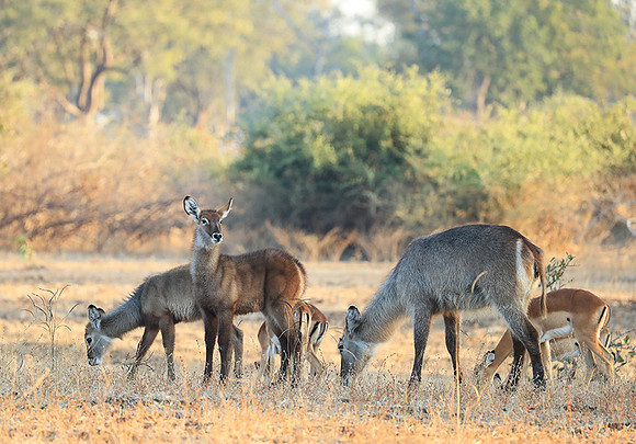 South Luangwa National Park
