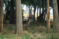 Lower Zambezi NP