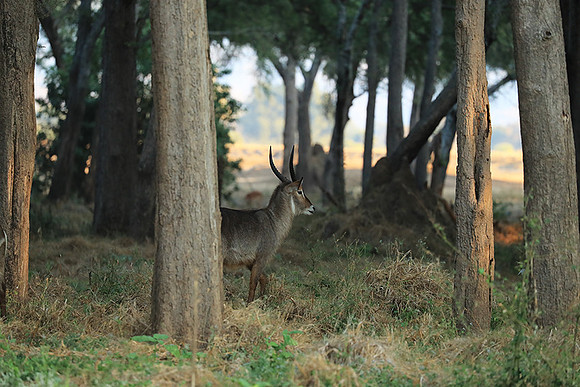 Lower Zambezi NP