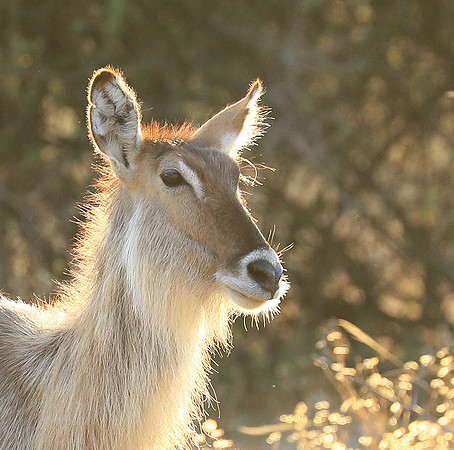 South Luangwa National Park