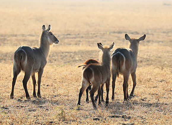 South Luangwa National Park