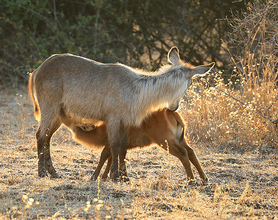 South Luangwa National Park
