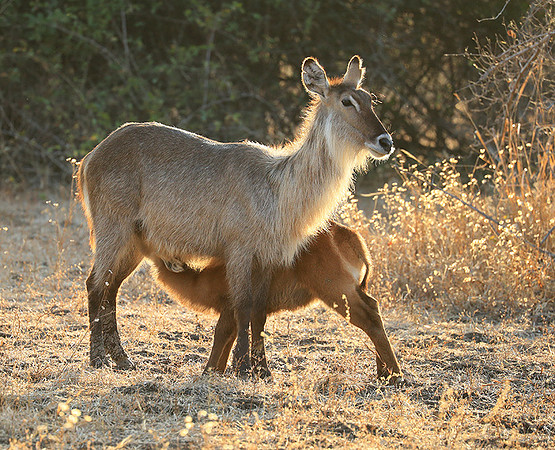 South Luangwa National Park