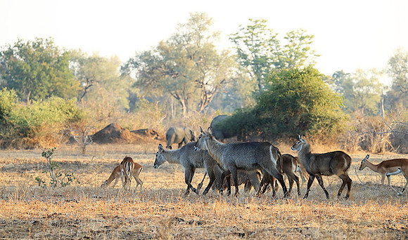 South Luangwa National Park