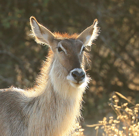 South Luangwa National Park