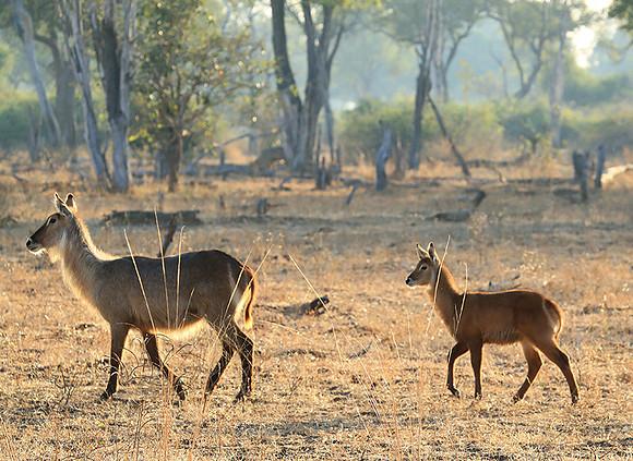 South Luangwa National Park
