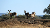 Lower Zambezi NP