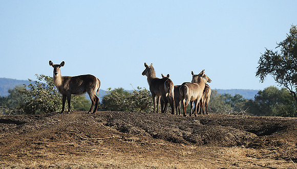 Lower Zambezi NP