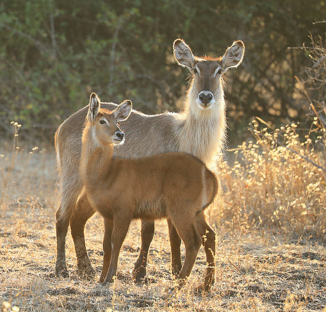 South Luangwa National Park