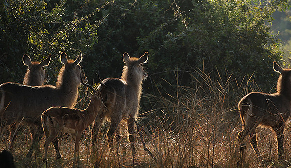 South Luangwa