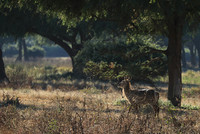 Lower Zambezi NP