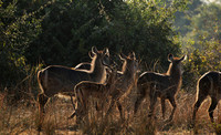 South Luangwa