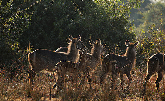 South Luangwa